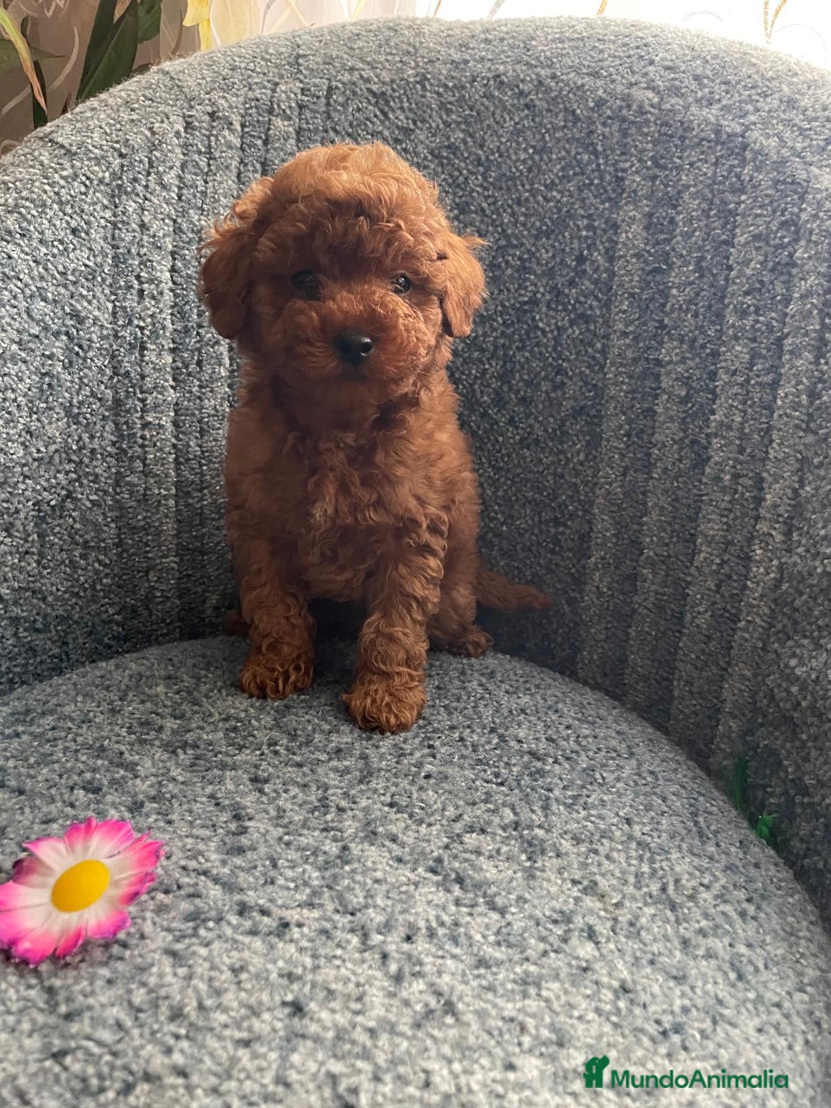 Caniche Toy perros 💖 CANICHE TOY 💖 - Anuncio 2