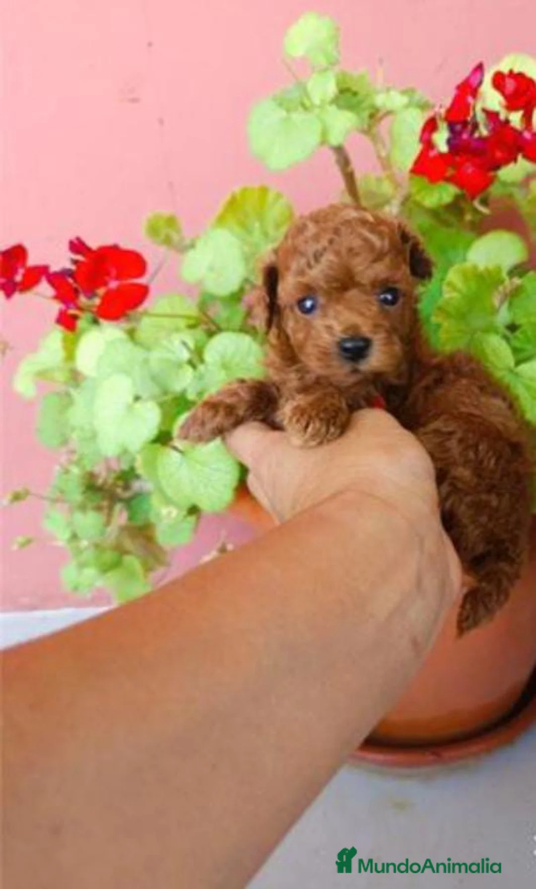 Caniche Toy perros en venta: Caniche toy rojo - Anuncio 1