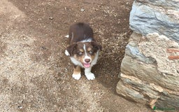 Border Collie perros en venta: Cachorros border collie chocolate - Imagen 3