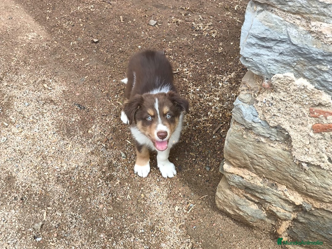 Border Collie perros en venta: Cachorros border collie chocolate - Imagen 3