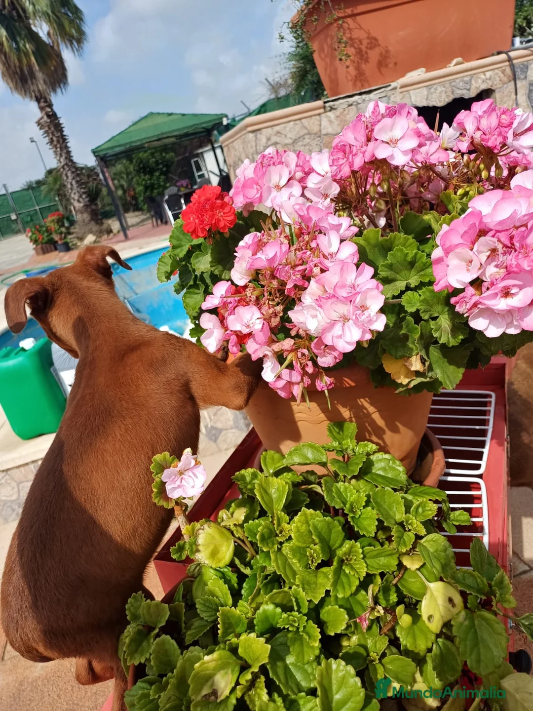 Pinscher Miniatura perros en venta: Mini pinche rojo macho  - Anuncio 9