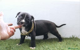 American Pit Bull Terrier perros en venta: American pitbull hembra de pitbull diamante unico  - Imagen 2