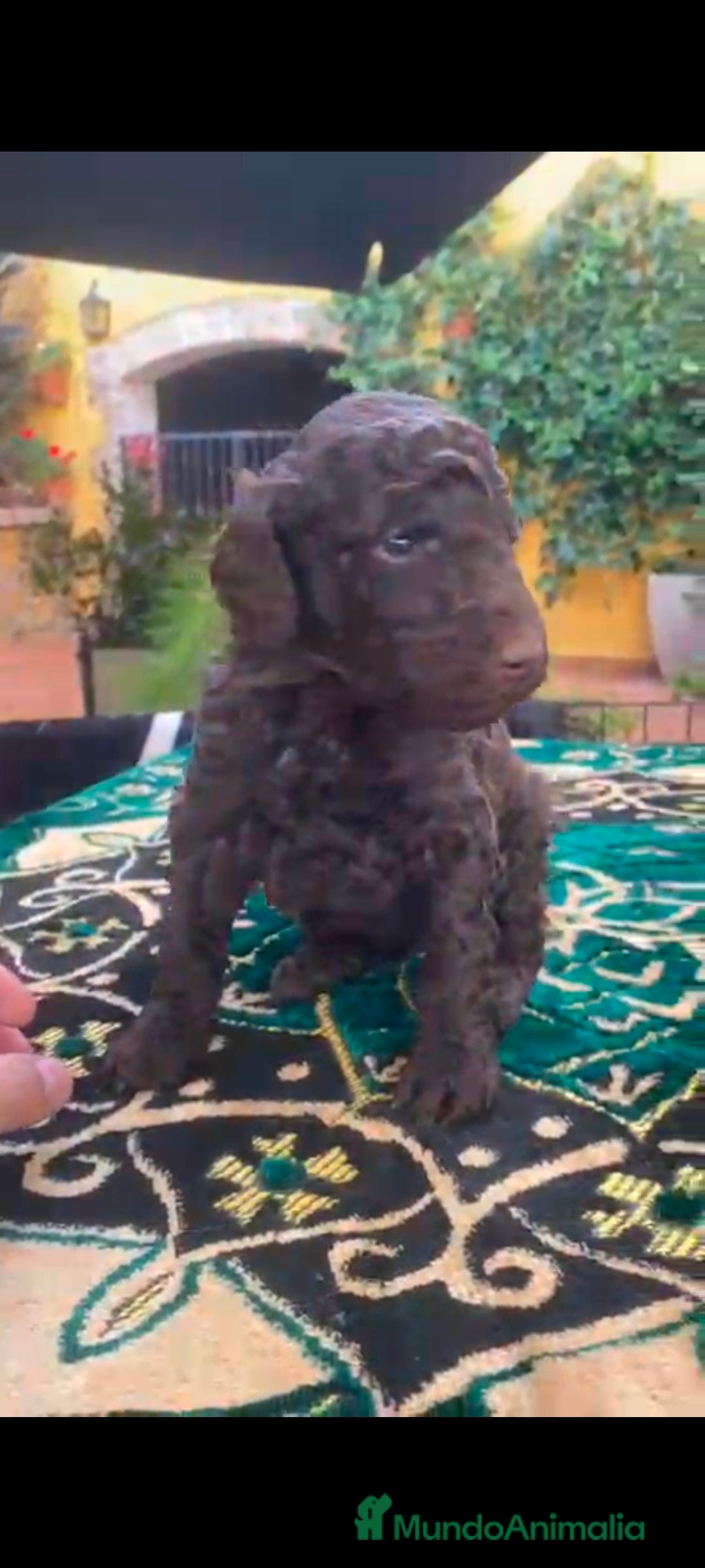 Caniche Gigante perros en venta: Caniche gigante machos  - Anuncio 3