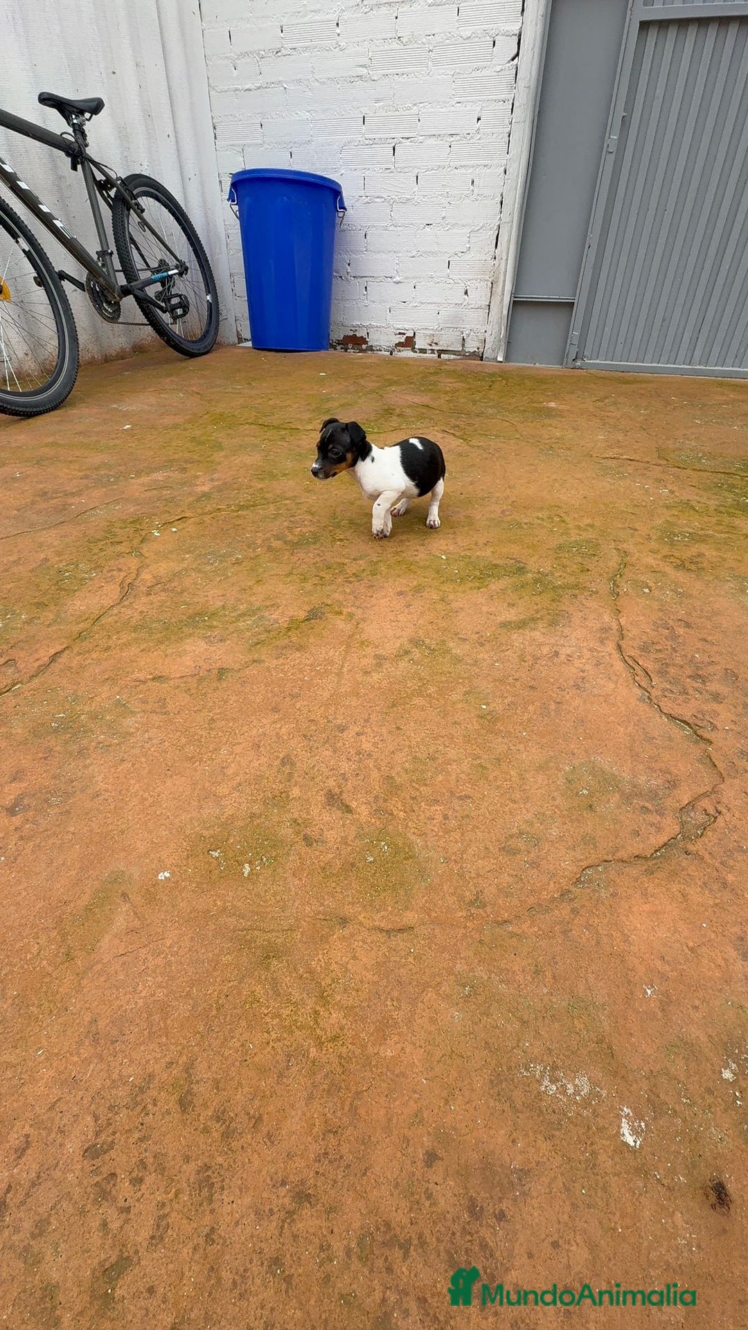 Jack Russell Terrier perros en venta: Jack Russell  - Anuncio 8