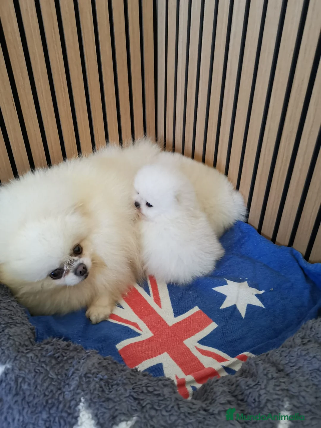 Pomerania perros en venta: Pomerania TOY Blanco nuclear ♂️ - Anuncio 8