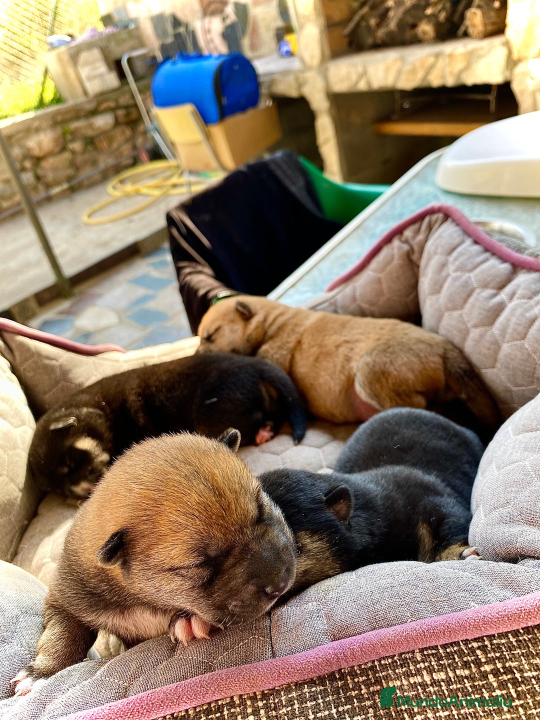 Shiba Inu perros en venta: Cachorros Shiba Inu!  - Imagen 3