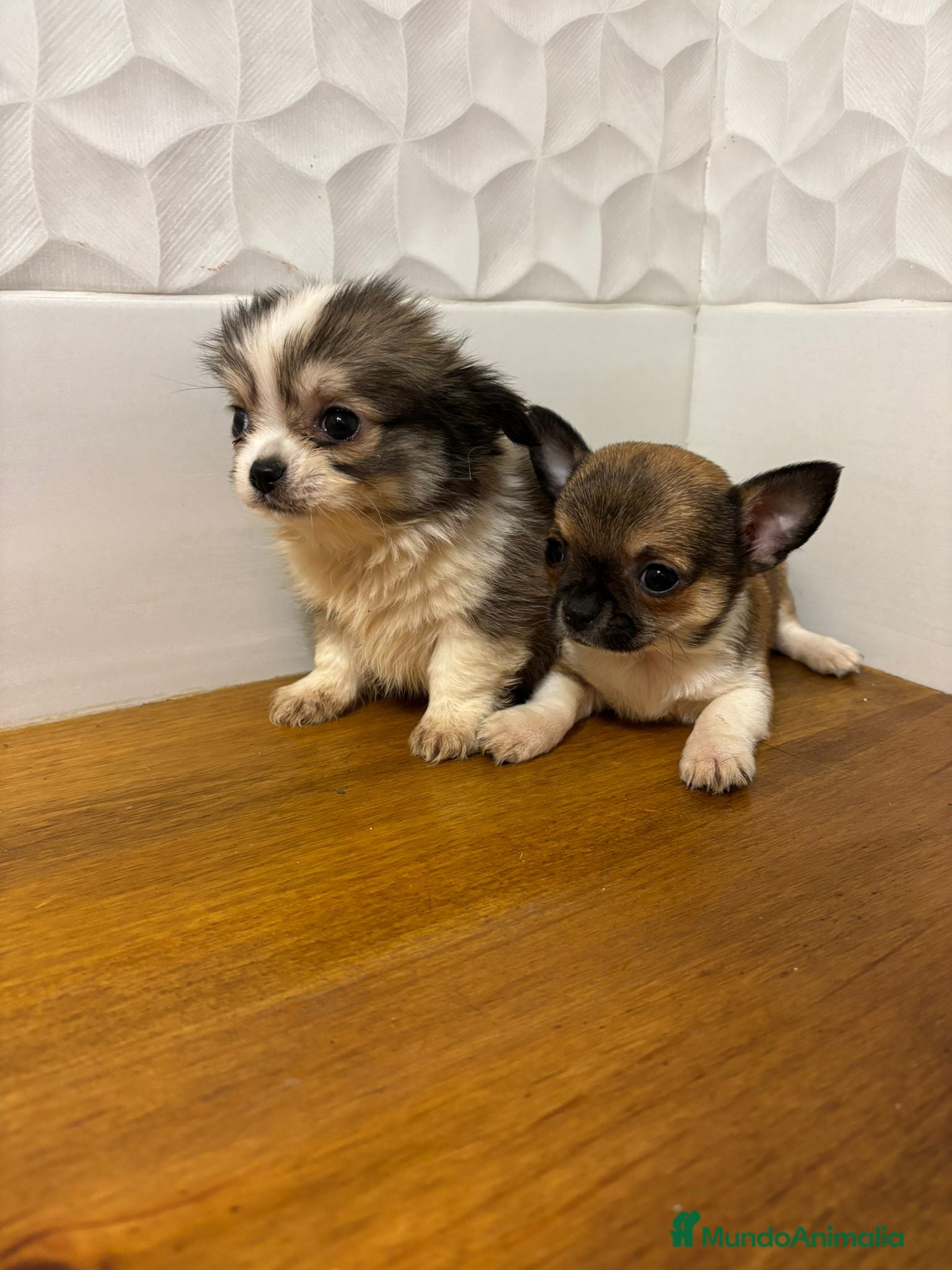 Chihuahua perros Chihuahuas  - Anuncio 8