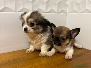 Chihuahua perros Chihuahuas - Anuncio 9