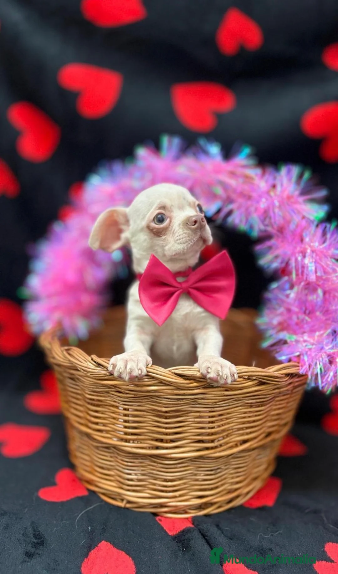 Chihuahua perros en venta: Chihuahua  - Anuncio 1