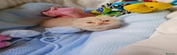 Persa gatos en venta: Disponible una parejita de persa y malayo - Anuncio 9