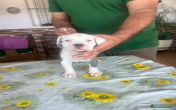 American Pit Bull Terrier perros en venta: Pitbull terrier - Imagen 1