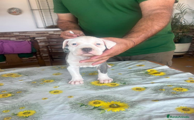 American Pit Bull Terrier perros - Anuncio 2