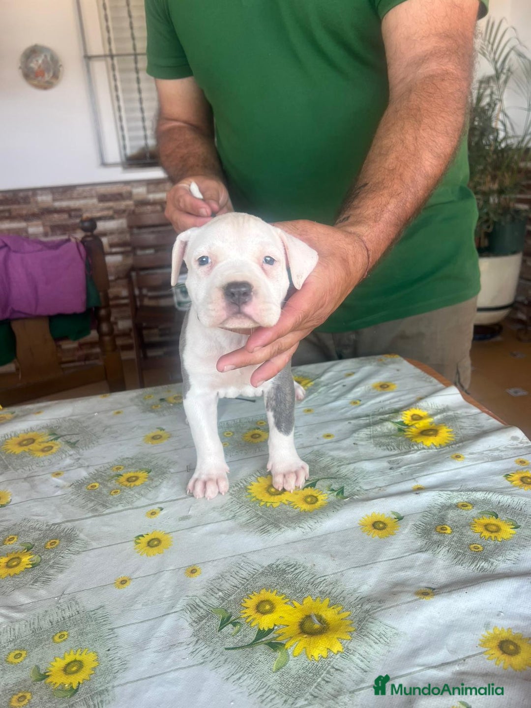 American Pit Bull Terrier perros en venta: Pitbull terrier - Imagen 1