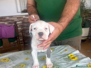 American Pit Bull Terrier perros en venta: Pitbull terrier - Anuncio 1