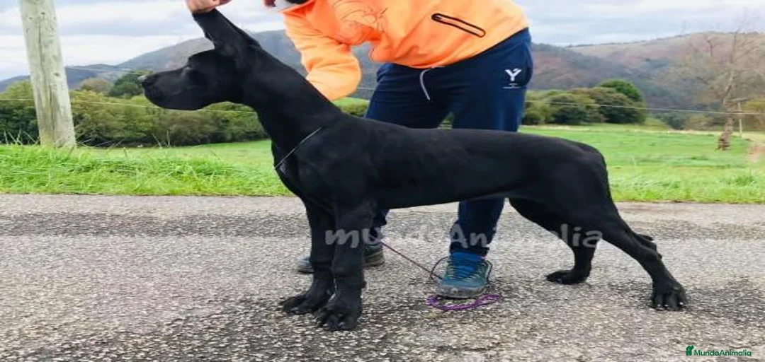 Imagen de galería {{count}}