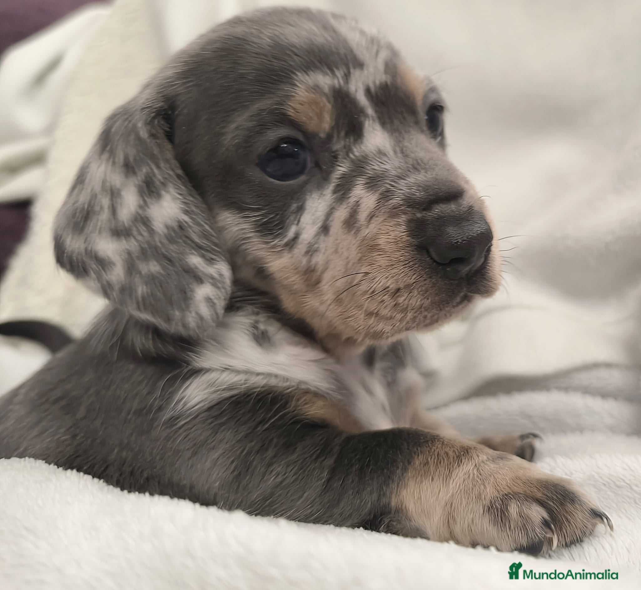 Teckel Miniatura perros Teckel miniatura Blue Merle blue y arlequín blue - Anuncio 1