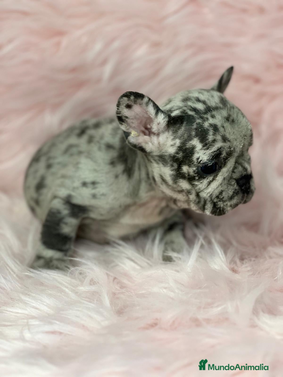 Bulldog Francés perros Bulldog merle  en Barcelona - Anuncio 2