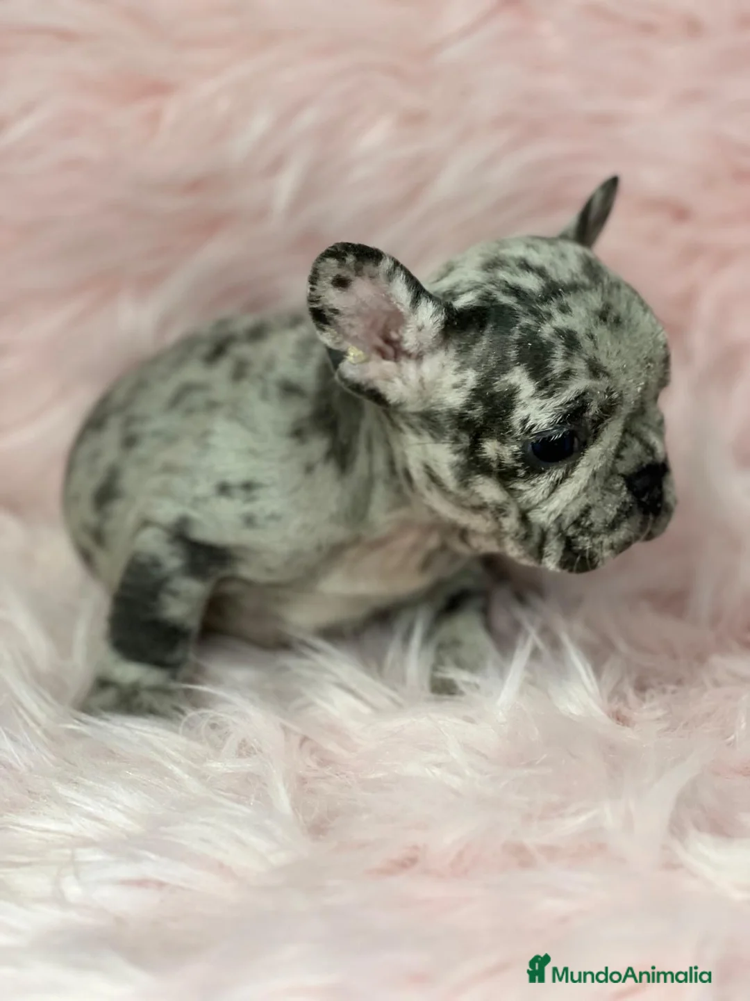 Bulldog Francés perros en venta: Bulldog merle  en Barcelona - Anuncio 2