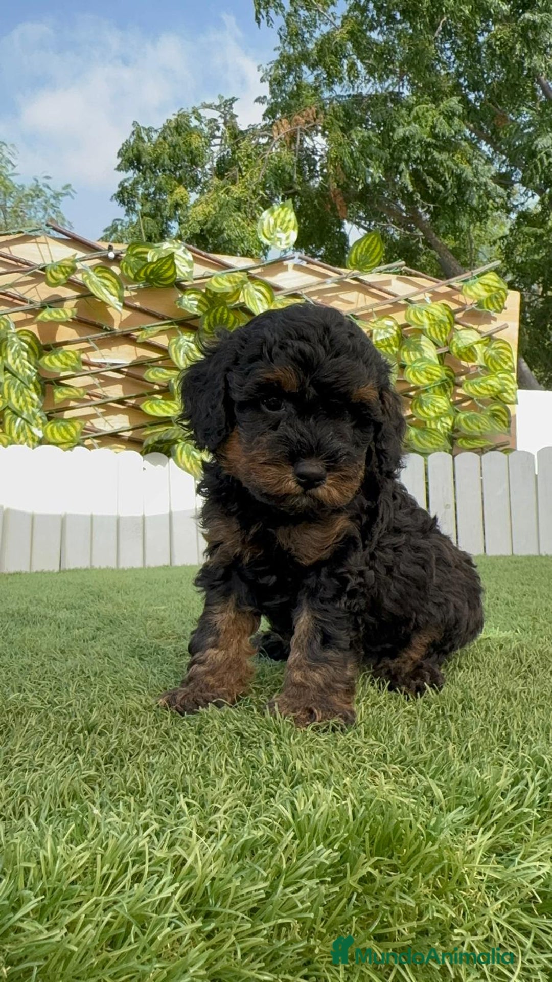 Caniche Toy perros en venta: CANICHE TOY HEMBRA - Imagen 8