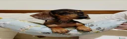 Chihuahua perros en venta: Impresionantes teckel canichen kanichen - Anuncio 9