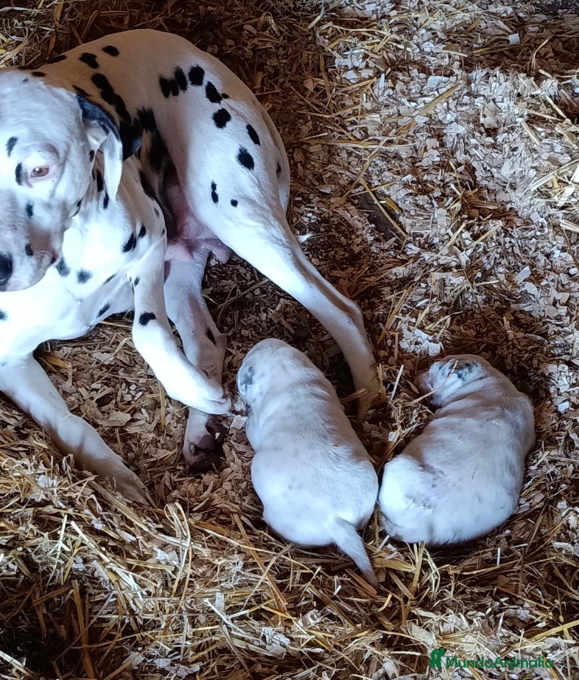 Dálmata perros Preciosos dálmatas disponibles  - Anuncio 9