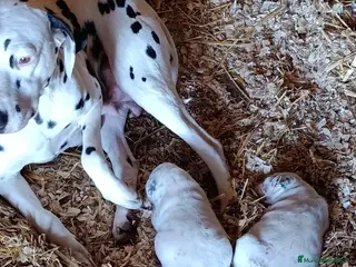 Dálmata perros Preciosos dálmatas disponibles - Anuncio 9