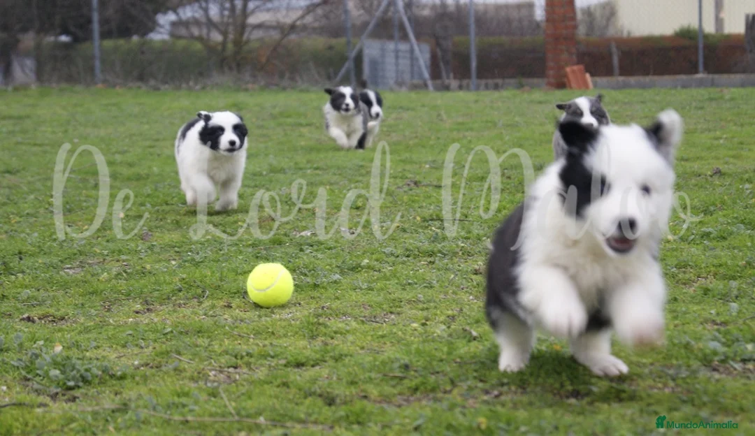 Border Collie perros en venta: Criador nacional de Border Collie  en Madrid - Anuncio 1