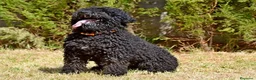 Perro de Agua Español perros en venta: CAMADA DE PERRO DE AGUA ESPAÑOL  - Anuncio 24