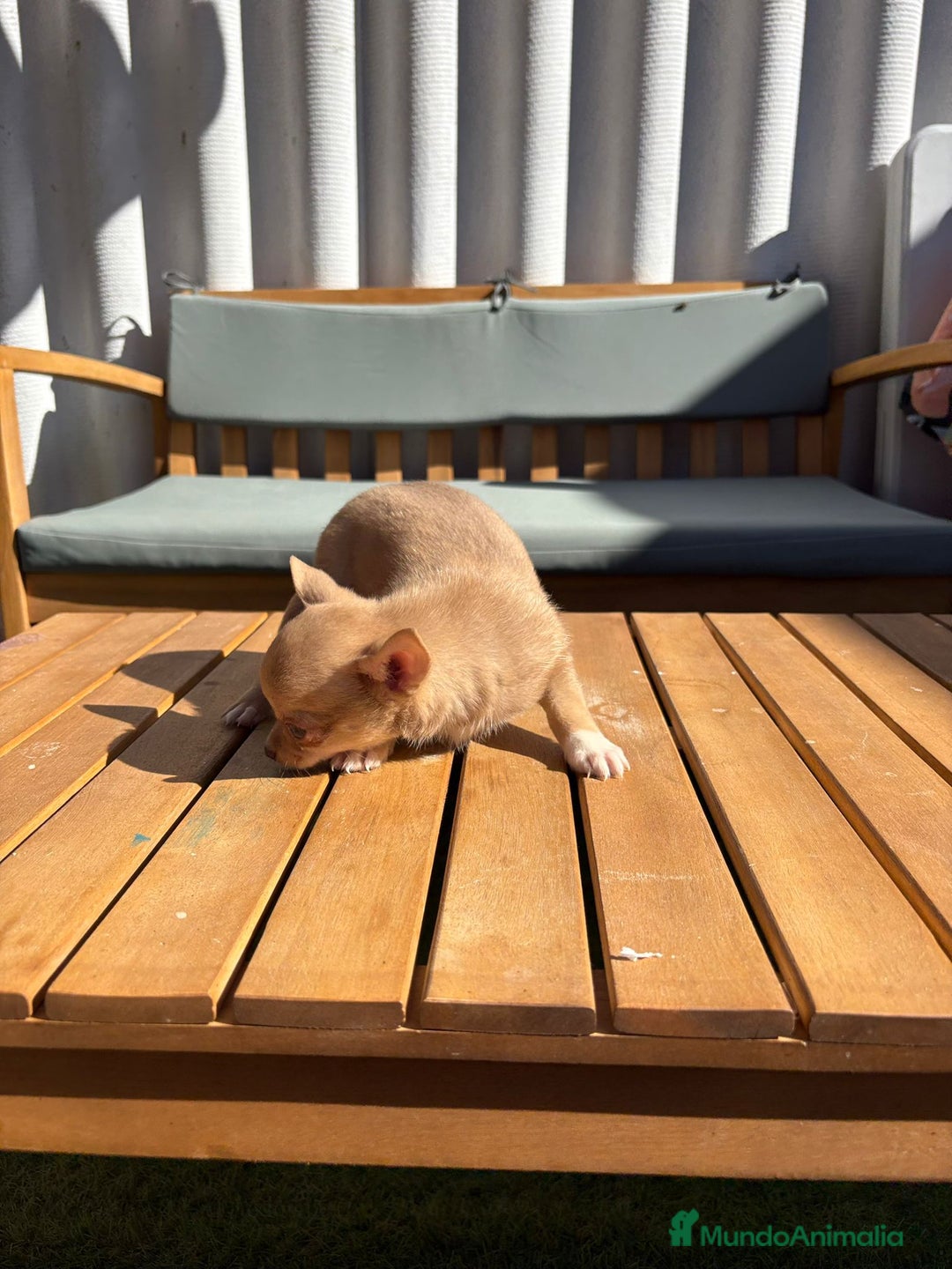 Chihuahua perros en venta: Chihuahua Toy Rusos - Imagen 17