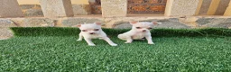 Chihuahua perros en venta: Chihuahuas mini toy  - Anuncio 6