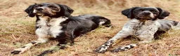 Épagneul Breton perros en venta: Epagneul bretón  - Anuncio 11