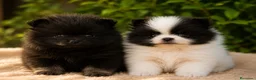 Pomerania perros en venta: Camada de pomerania hembras  - Anuncio 1