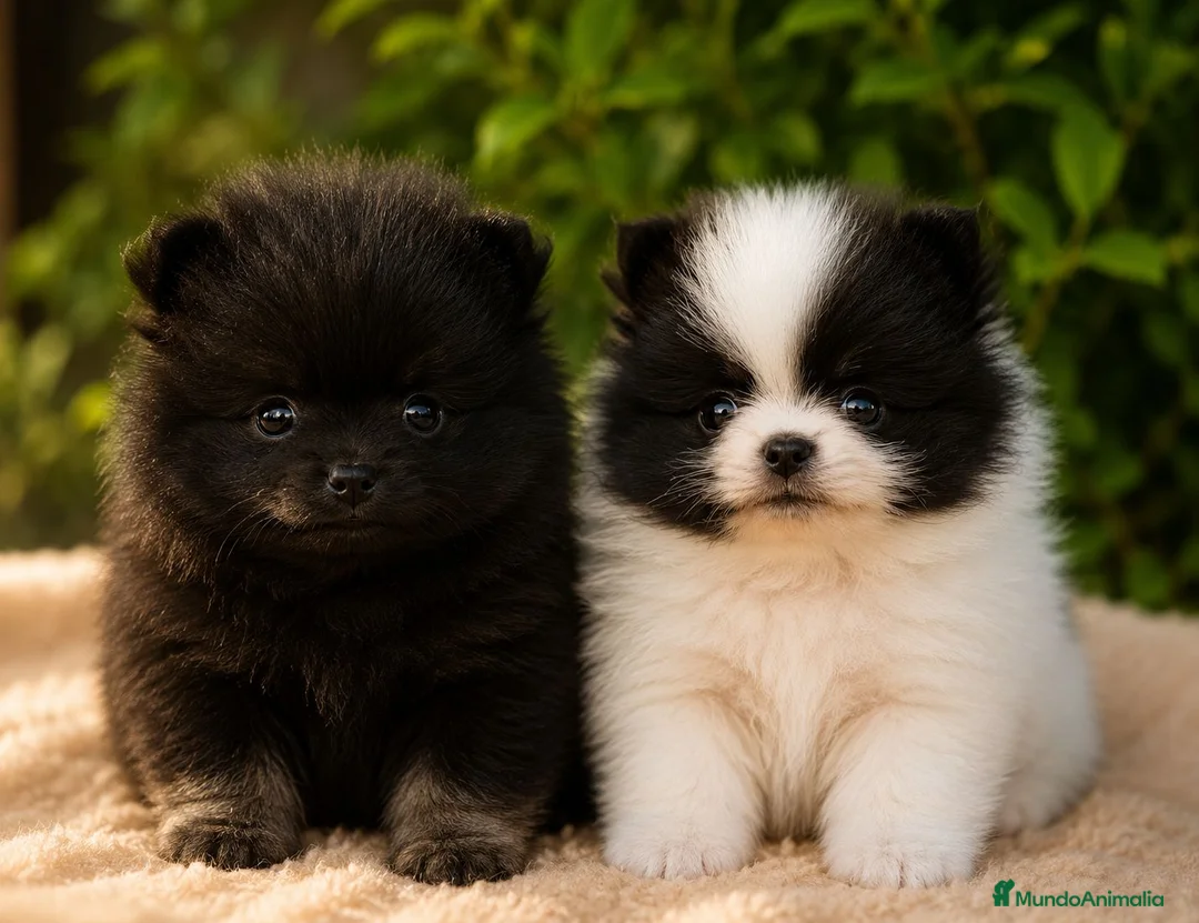 Pomerania perros en venta: Camada de pomerania hembras  - Anuncio 1