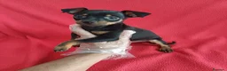 Pinscher Miniatura perros en venta: Pincher Mini - Anuncio 1
