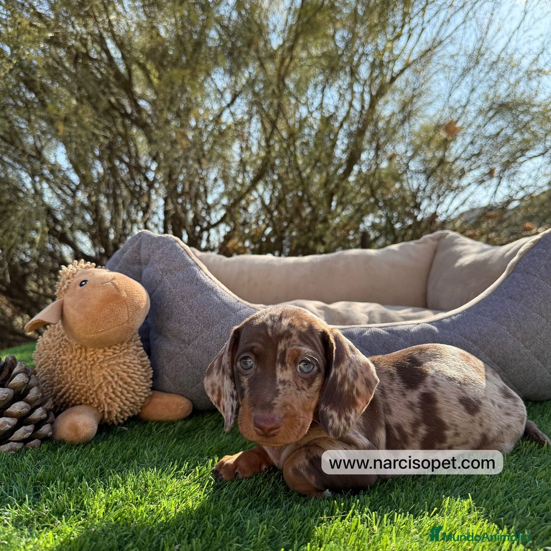 Teckel Miniatura perros en venta: CRIADERO TECKEL CHOCOLATE MERLE - Imagen 5