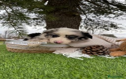 Teckel Miniatura perros en venta: CACHORROS BORDER COLLIE MERLE  - Imagen 6