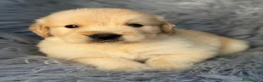 Golden Retriever 2