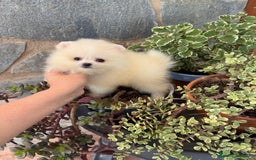Pomerania perros en venta: Pomerania toy hembra  - Imagen 3