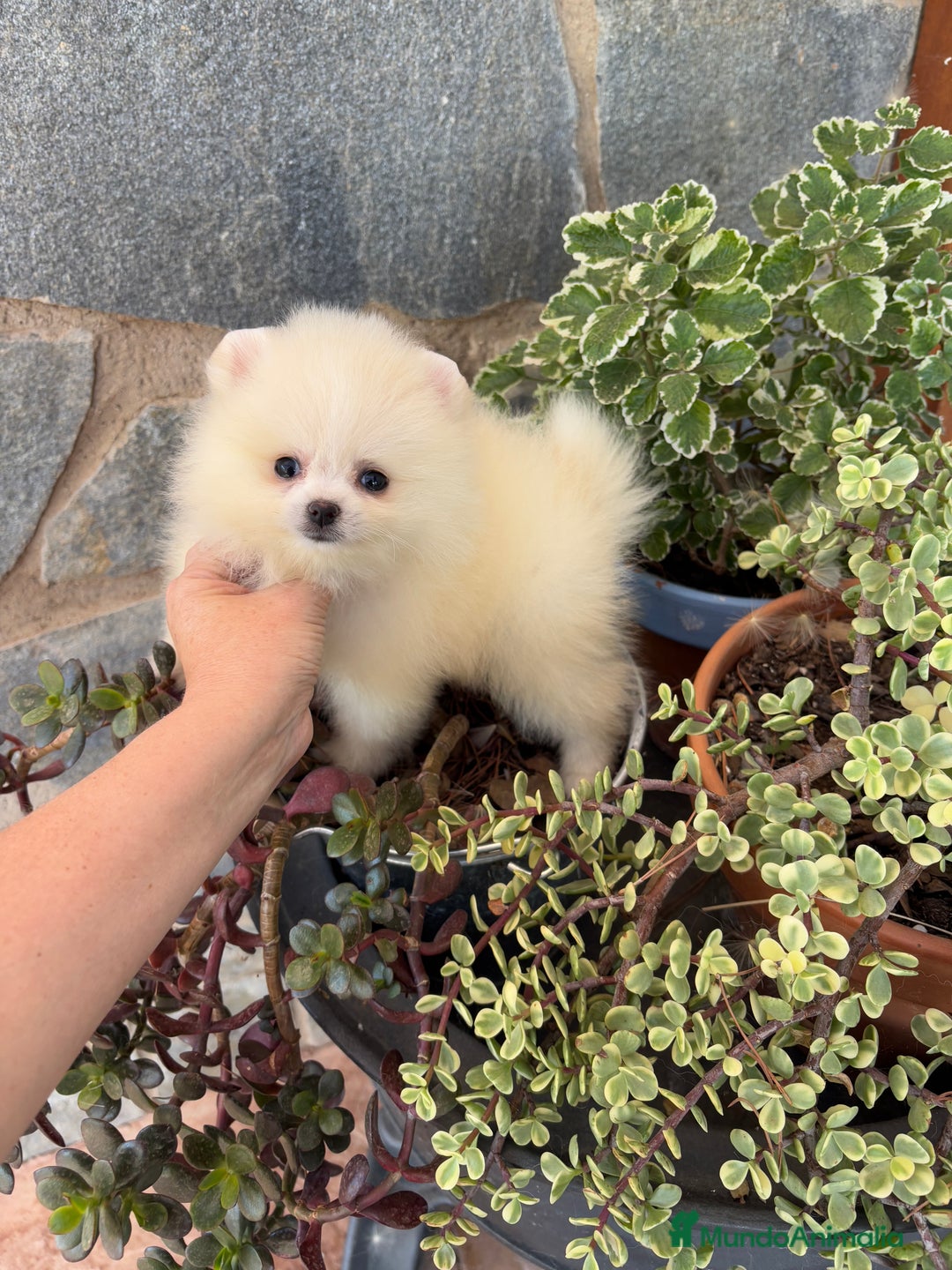 Pomerania perros en venta: Pomerania toy hembra  - Imagen 3