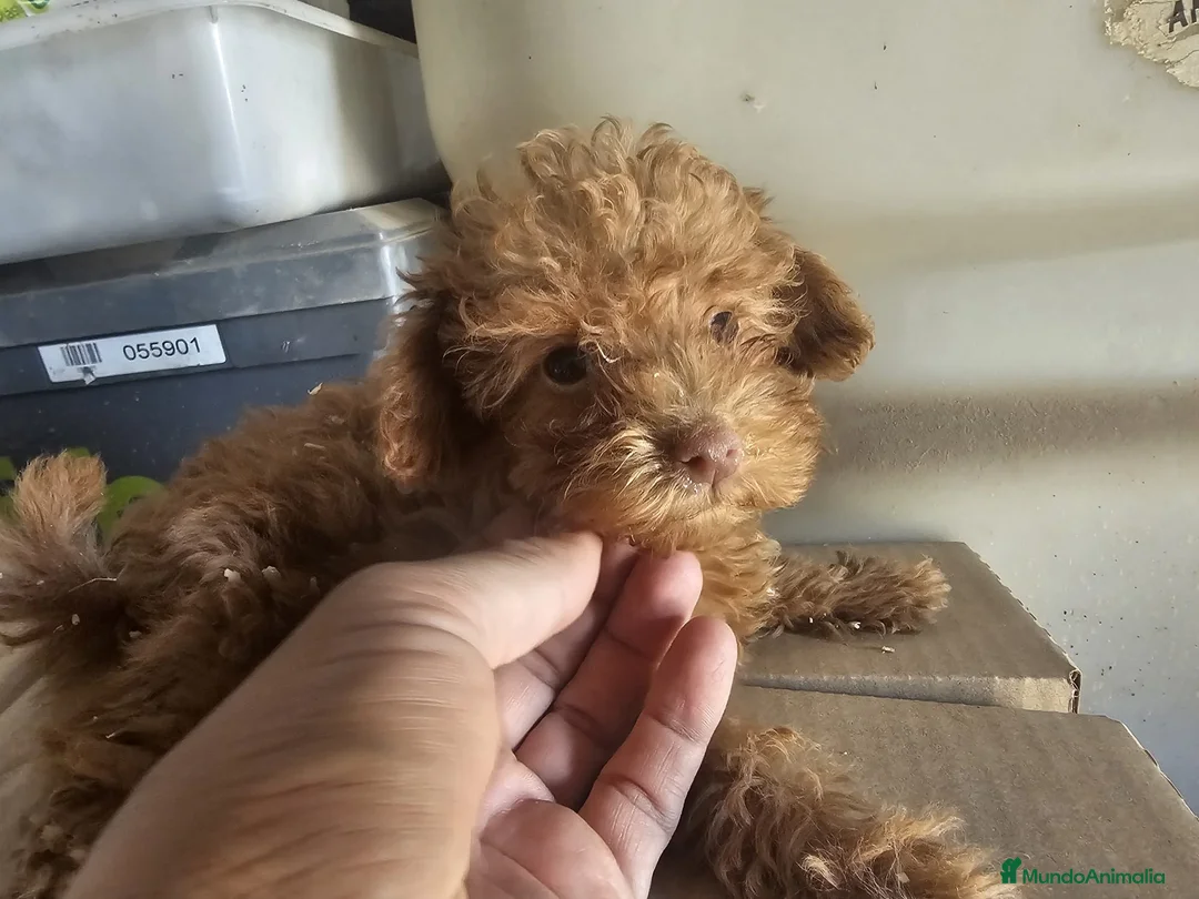 Caniche Toy perros en venta: Caniche rojo toy - Anuncio 1