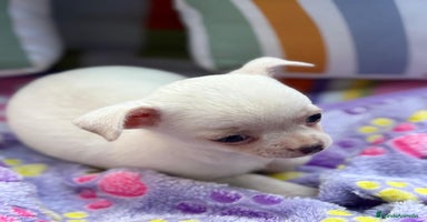 Chihuahua perros - Anuncio 2
