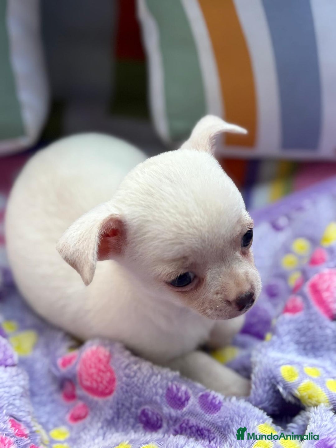 Chihuahua perros en venta: Chihuahua toy - Imagen 3