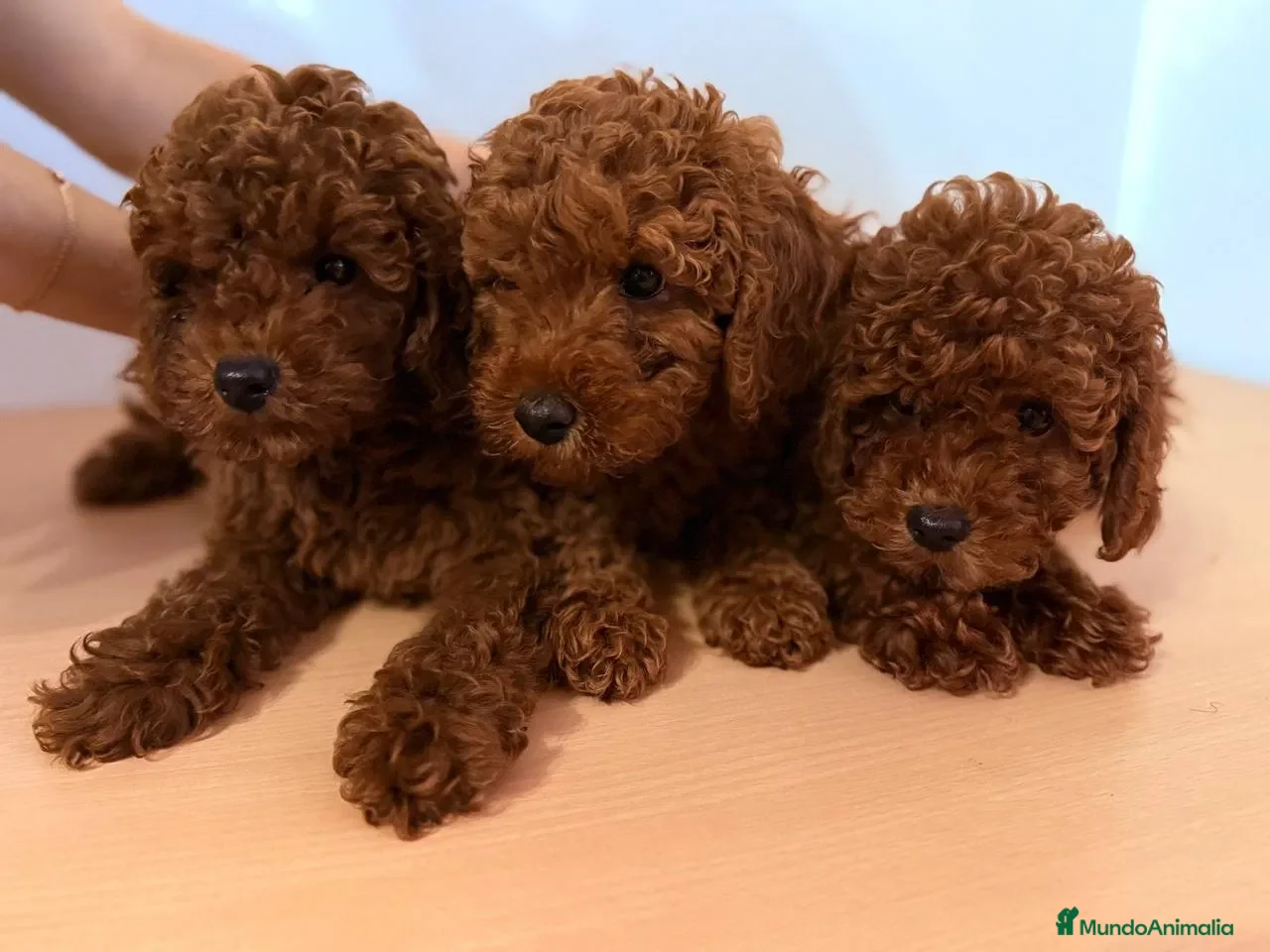 Caniche Toy perros caniche toy - Anuncio 2