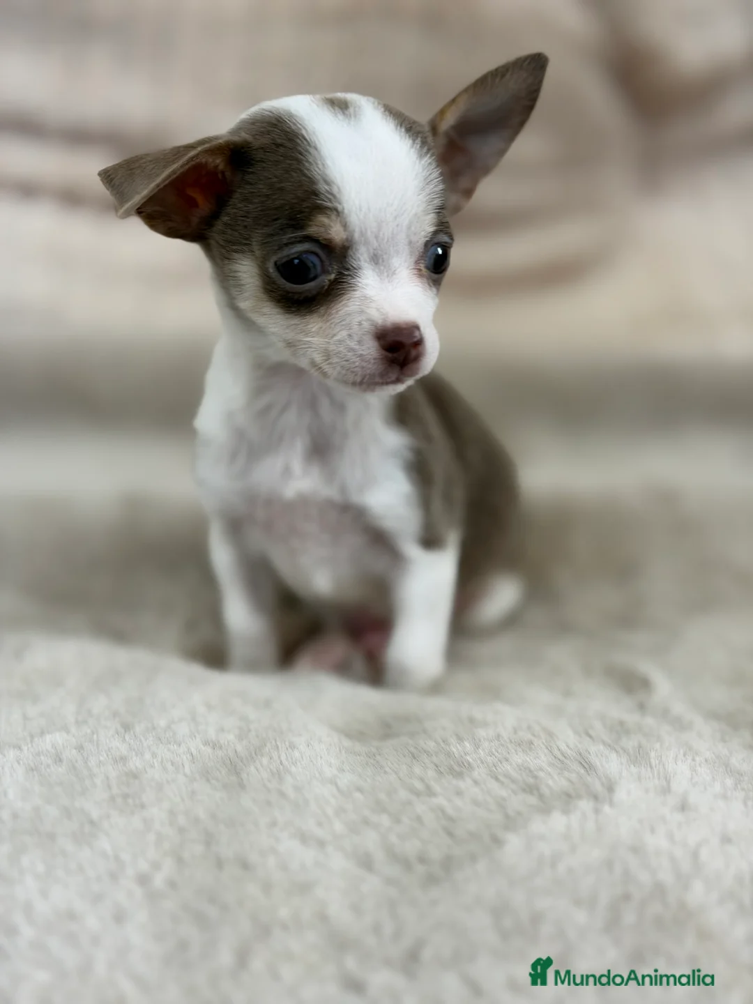Chihuahua perros en venta: Chihuahua Minitoy  - Anuncio 4