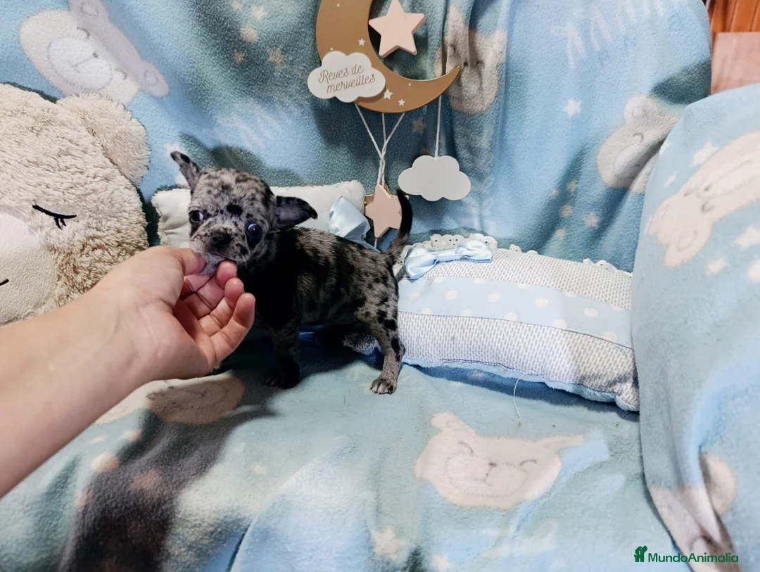 Chihuahua perros en venta: Chihuahua hembrita merle  - Anuncio 3