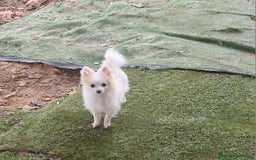 Pomerania perros en venta: Preciosa pomerania micro/toy hembra - Imagen 2