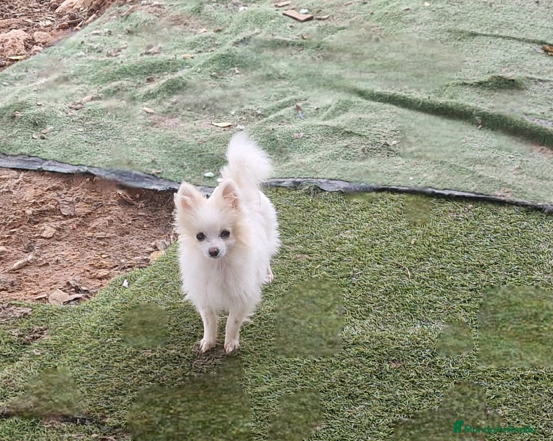 Pomerania perros en venta: Preciosa pomerania micro/toy hembra - Imagen 2