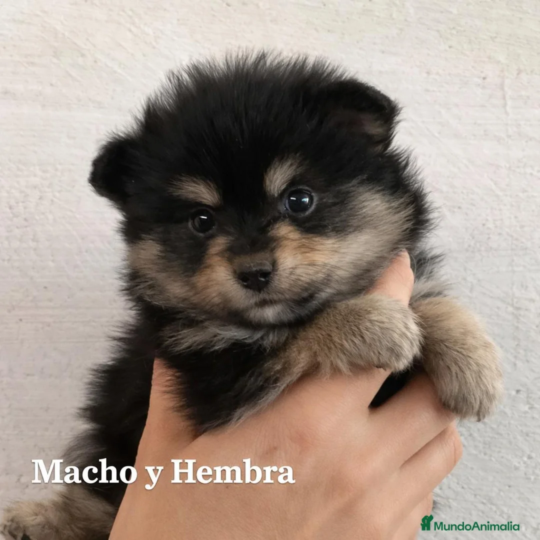 Pomerania perros en venta: Pomerania Black & Tan — Macho y Hembra” - Anuncio 5