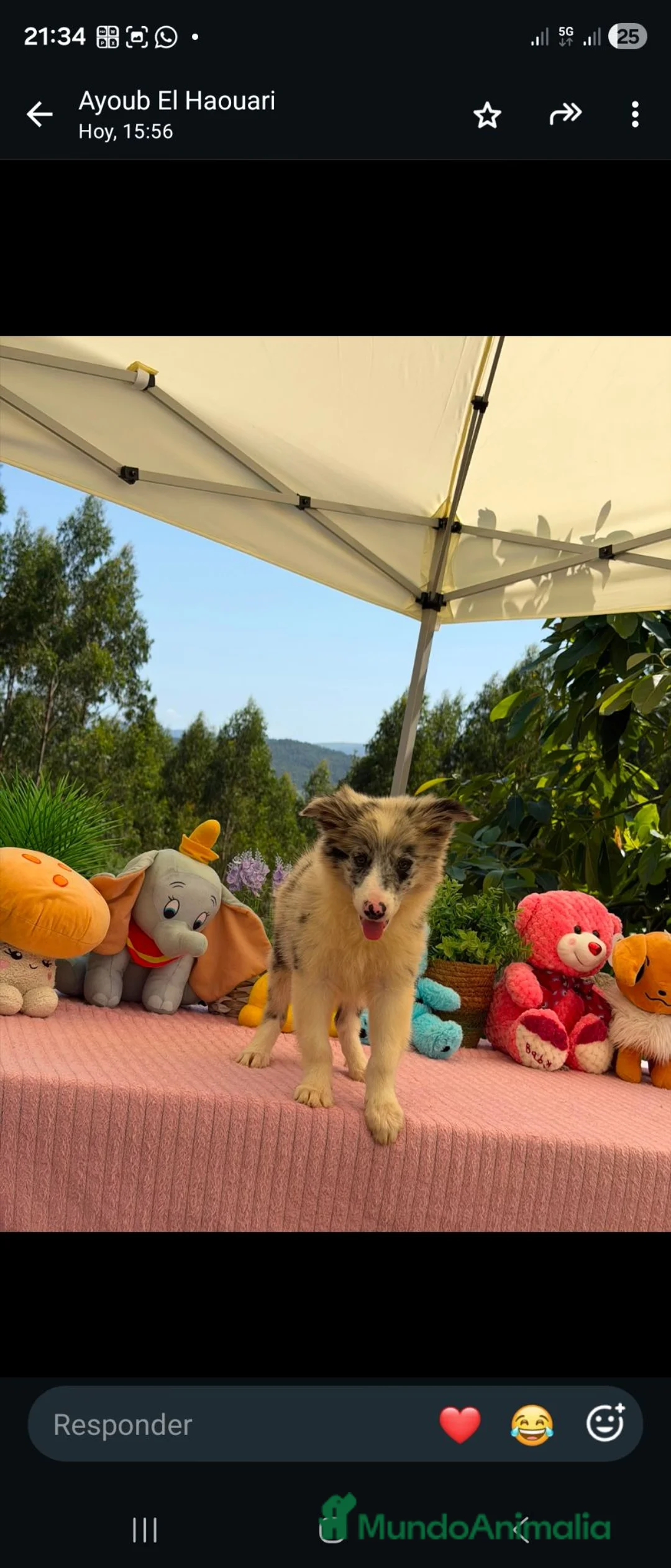 Border Collie perros en venta: Border collie merle machos - Anuncio 4