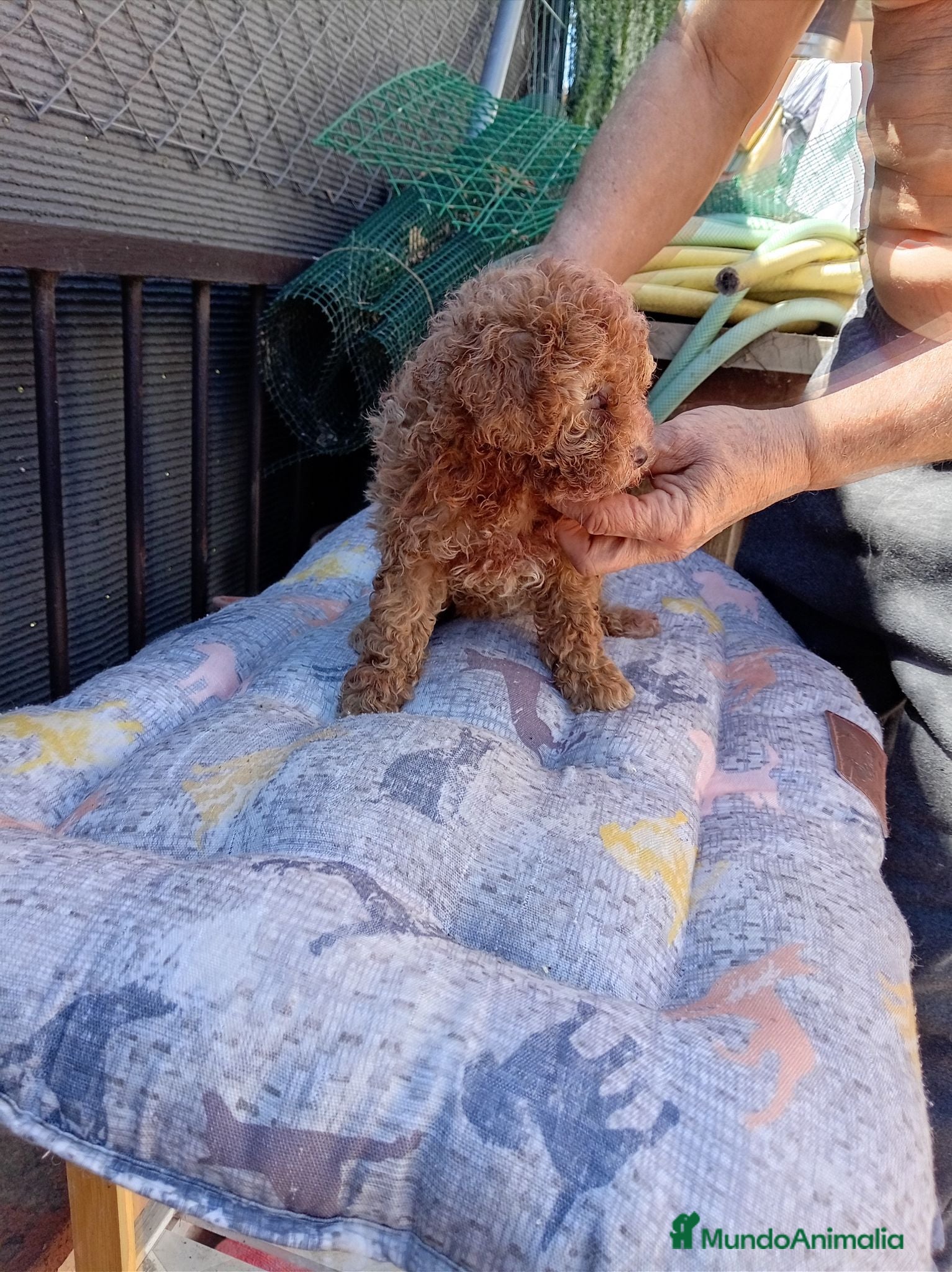 Caniche Toy perros Caniche toy - Anuncio 1